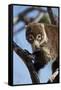 White-Nosed Coati (Nasua Narica) in a Tree-James Hager-Framed Stretched Canvas