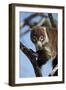 White-Nosed Coati (Nasua Narica) in a Tree-James Hager-Framed Photographic Print