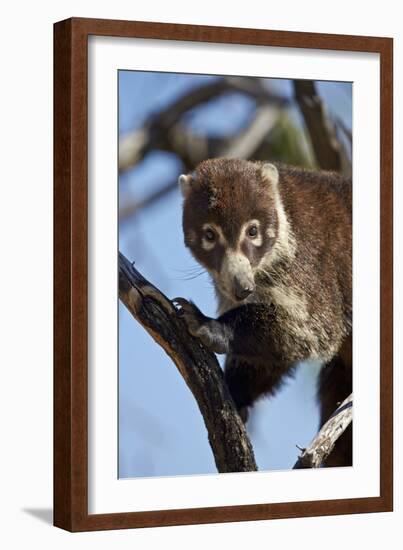 White-Nosed Coati (Nasua Narica) in a Tree-James Hager-Framed Photographic Print