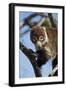 White-Nosed Coati (Nasua Narica) in a Tree-James Hager-Framed Photographic Print