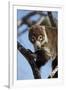 White-Nosed Coati (Nasua Narica) in a Tree-James Hager-Framed Photographic Print