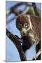 White-Nosed Coati (Nasua Narica) in a Tree-James Hager-Mounted Photographic Print