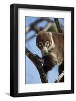 White-Nosed Coati (Nasua Narica) in a Tree-James Hager-Framed Photographic Print