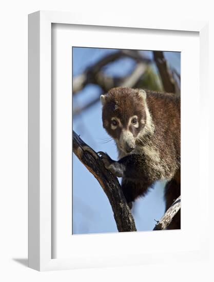 White-Nosed Coati (Nasua Narica) in a Tree-James Hager-Framed Photographic Print