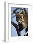 White-Nosed Coati (Nasua Narica) in a Tree-James Hager-Framed Photographic Print