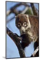 White-Nosed Coati (Nasua Narica) in a Tree-James Hager-Mounted Photographic Print