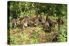 White-Nosed Coatimundi Group-null-Stretched Canvas