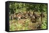 White-Nosed Coatimundi Group-null-Framed Stretched Canvas