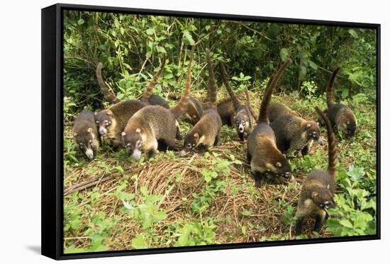 White-Nosed Coatimundi Group-null-Framed Stretched Canvas