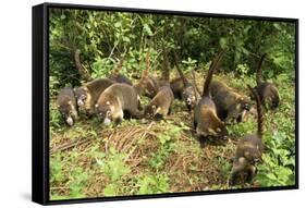 White-Nosed Coatimundi Group-null-Framed Stretched Canvas