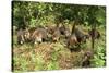 White-Nosed Coatimundi Group-null-Stretched Canvas