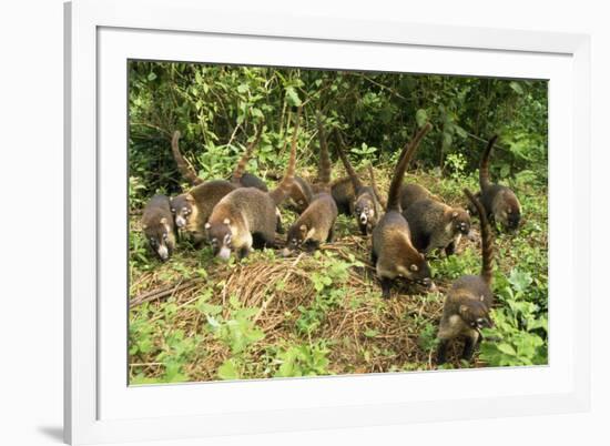 White-Nosed Coatimundi Group-null-Framed Photographic Print