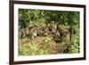 White-Nosed Coatimundi Group-null-Framed Photographic Print