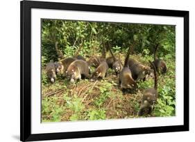 White-Nosed Coatimundi Group-null-Framed Photographic Print