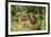 White-Nosed Coatimundi Group-null-Framed Photographic Print