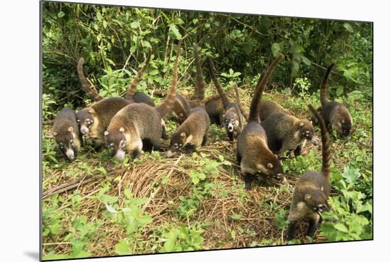 White-Nosed Coatimundi Group-null-Mounted Photographic Print