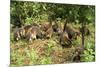 White-Nosed Coatimundi Group-null-Mounted Photographic Print