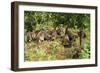 White-Nosed Coatimundi Group-null-Framed Photographic Print