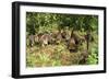 White-Nosed Coatimundi Group-null-Framed Photographic Print