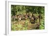 White-Nosed Coatimundi Group-null-Framed Photographic Print