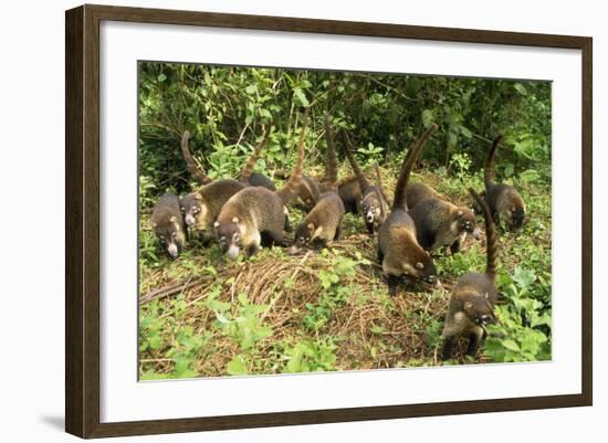 White-Nosed Coatimundi Group-null-Framed Photographic Print