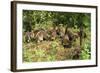 White-Nosed Coatimundi Group-null-Framed Photographic Print