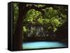 White Oak above Blue Spring, Ozark National Scenic Riverways, Missouri, USA-Charles Gurche-Framed Stretched Canvas