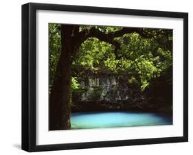 White Oak above Blue Spring, Ozark National Scenic Riverways, Missouri, USA-Charles Gurche-Framed Premium Photographic Print