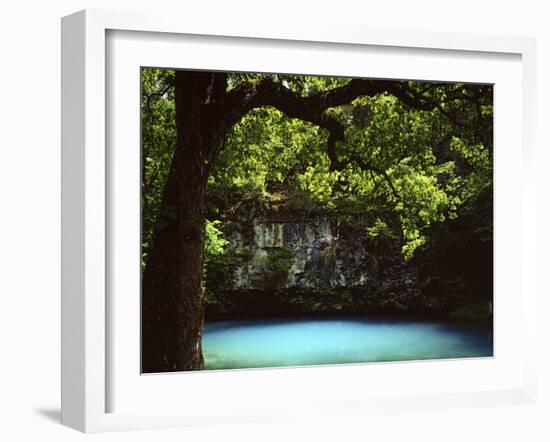 White Oak above Blue Spring, Ozark National Scenic Riverways, Missouri, USA-Charles Gurche-Framed Premium Photographic Print