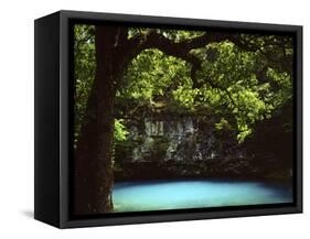 White Oak above Blue Spring, Ozark National Scenic Riverways, Missouri, USA-Charles Gurche-Framed Stretched Canvas