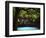 White Oak above Blue Spring, Ozark National Scenic Riverways, Missouri, USA-Charles Gurche-Framed Photographic Print