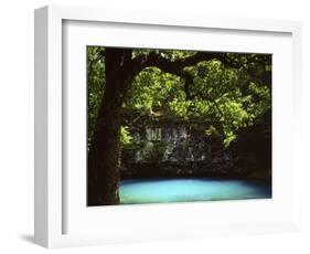 White Oak above Blue Spring, Ozark National Scenic Riverways, Missouri, USA-Charles Gurche-Framed Photographic Print