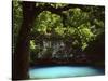 White Oak above Blue Spring, Ozark National Scenic Riverways, Missouri, USA-Charles Gurche-Stretched Canvas