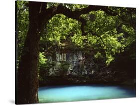 White Oak above Blue Spring, Ozark National Scenic Riverways, Missouri, USA-Charles Gurche-Stretched Canvas