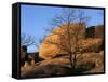 White Oak and boulders, Elephant Rocks State Park, Missouri, USA-Charles Gurche-Framed Stretched Canvas