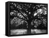 White Oak Tree, Great Smoky Mountains National Park, Cades Cove, Tennessee, USA-Adam Jones-Framed Stretched Canvas