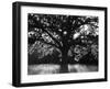 White Oak Tree, Great Smoky Mountains National Park, Cades Cove, Tennessee, USA-Adam Jones-Framed Premium Photographic Print