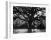 White Oak Tree, Great Smoky Mountains National Park, Cades Cove, Tennessee, USA-Adam Jones-Framed Premium Photographic Print