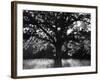 White Oak Tree, Great Smoky Mountains National Park, Cades Cove, Tennessee, USA-Adam Jones-Framed Photographic Print