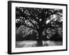 White Oak Tree, Great Smoky Mountains National Park, Cades Cove, Tennessee, USA-Adam Jones-Framed Photographic Print