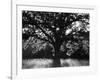 White Oak Tree, Great Smoky Mountains National Park, Cades Cove, Tennessee, USA-Adam Jones-Framed Photographic Print