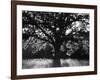 White Oak Tree, Great Smoky Mountains National Park, Cades Cove, Tennessee, USA-Adam Jones-Framed Photographic Print