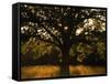 White Oak Tree, Great Smoky Mountains National Park, Cades Cove, Tennessee, USA-Adam Jones-Framed Stretched Canvas