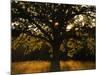 White Oak Tree, Great Smoky Mountains National Park, Cades Cove, Tennessee, USA-Adam Jones-Mounted Photographic Print