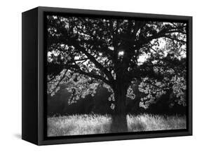 White Oak Tree, Great Smoky Mountains National Park, Cades Cove, Tennessee, USA-Adam Jones-Framed Stretched Canvas