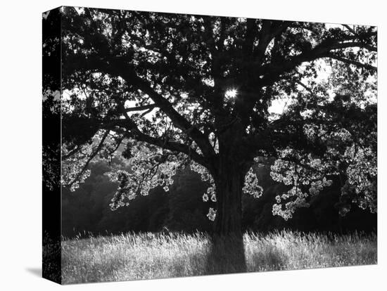 White Oak Tree, Great Smoky Mountains National Park, Cades Cove, Tennessee, USA-Adam Jones-Stretched Canvas