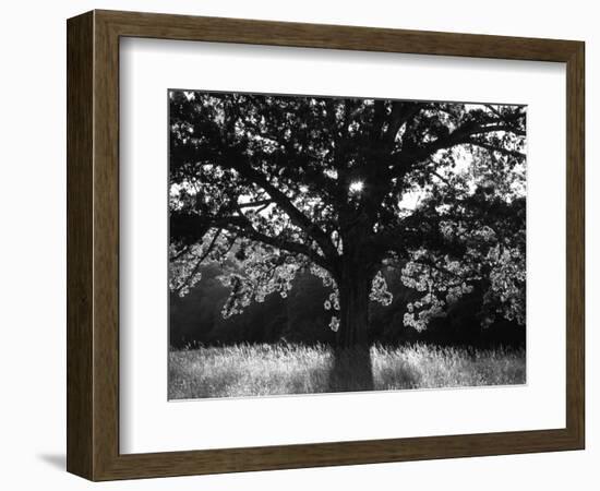 White Oak Tree, Great Smoky Mountains National Park, Cades Cove, Tennessee, USA-Adam Jones-Framed Photographic Print