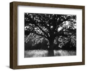 White Oak Tree, Great Smoky Mountains National Park, Cades Cove, Tennessee, USA-Adam Jones-Framed Photographic Print