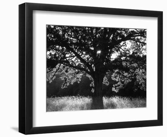 White Oak Tree, Great Smoky Mountains National Park, Cades Cove, Tennessee, USA-Adam Jones-Framed Photographic Print