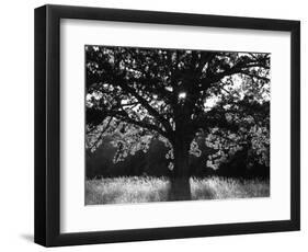 White Oak Tree, Great Smoky Mountains National Park, Cades Cove, Tennessee, USA-Adam Jones-Framed Photographic Print